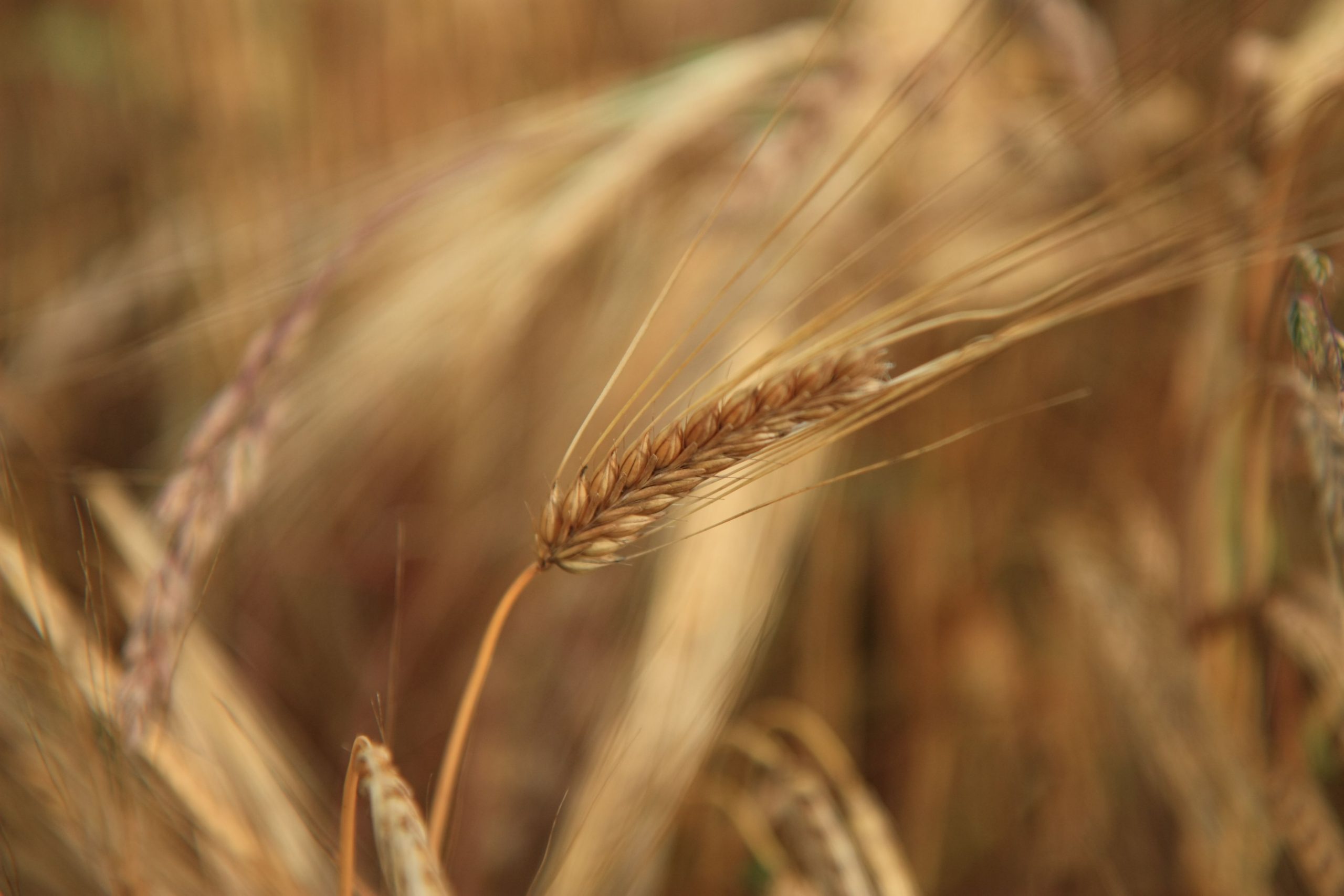 trigo, gluten, celiacos